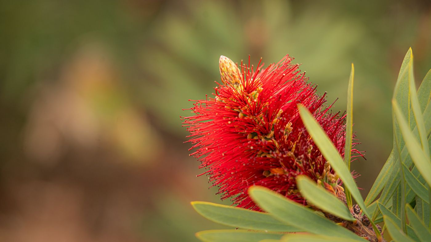 Red bottlebrush flower