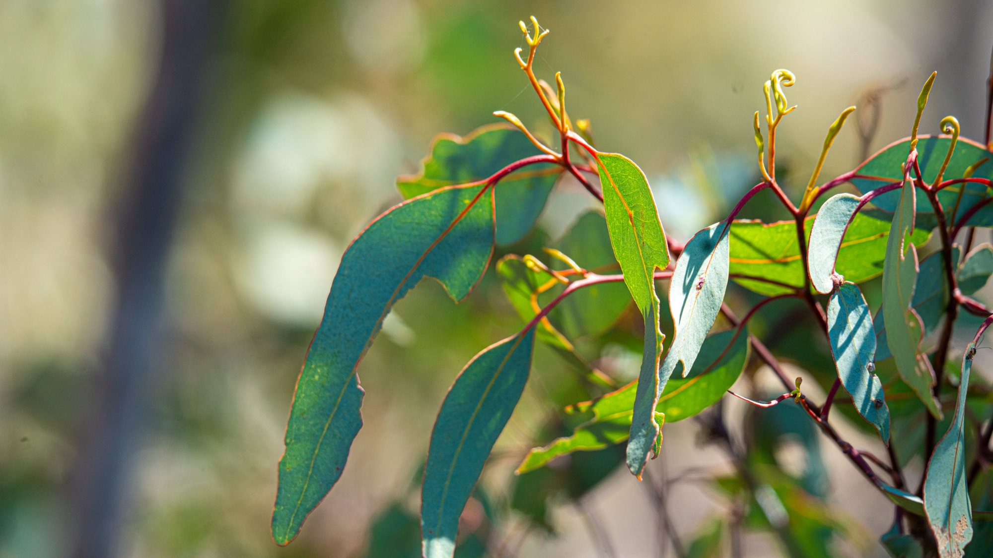 A sprig of eucalyptus leaves