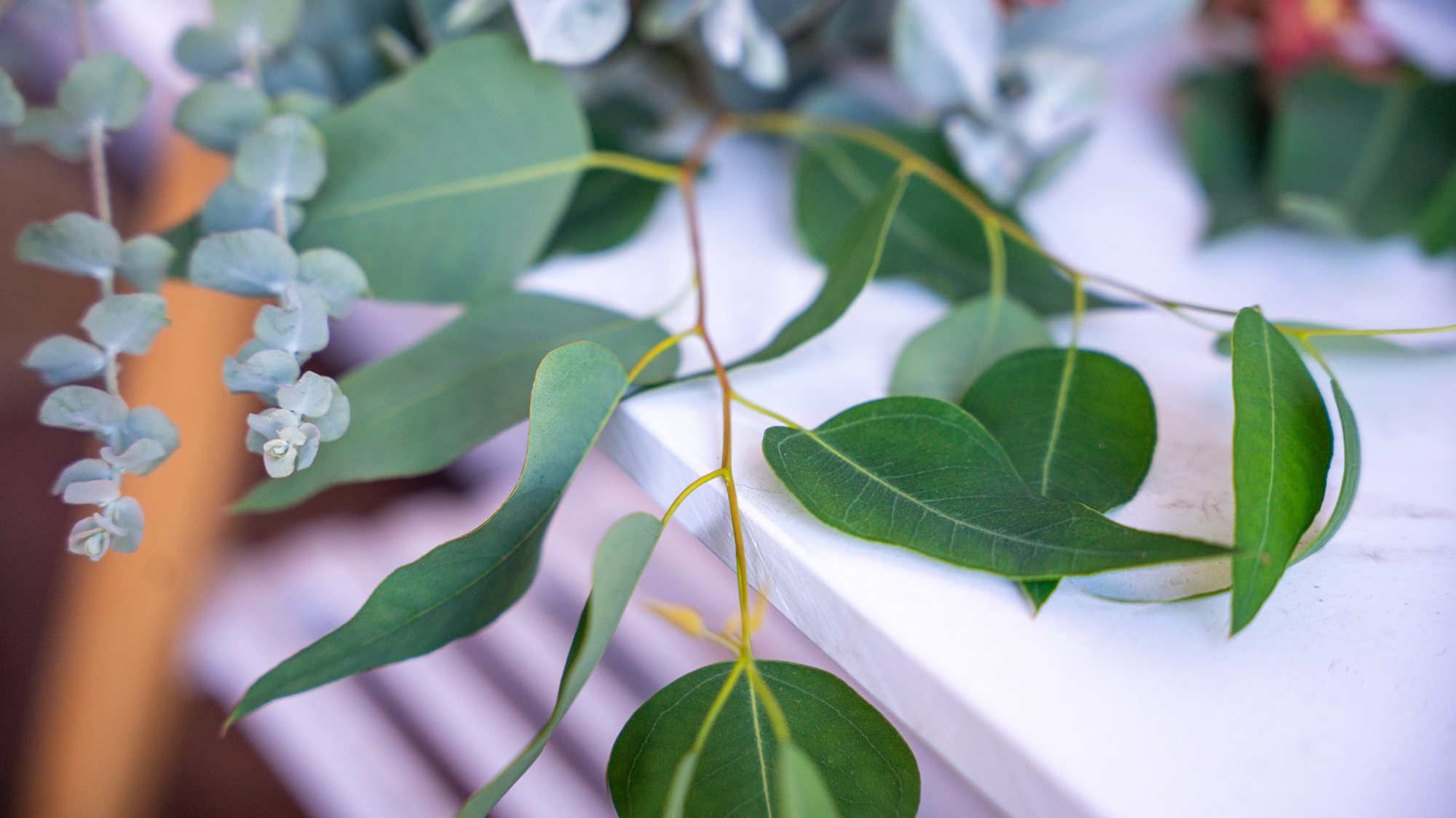 Eucalyptus branch on a white bench