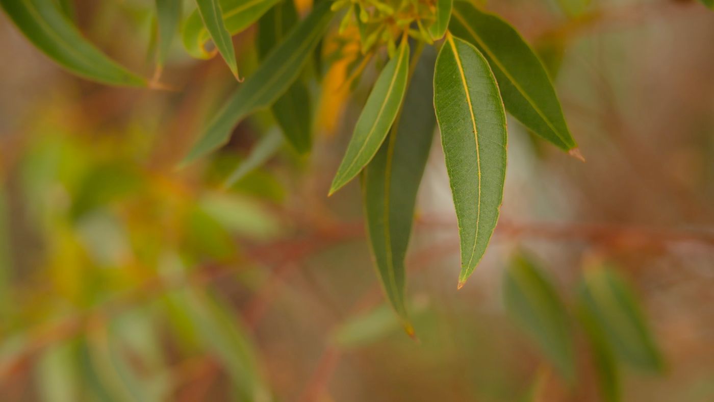 Eucalyptus leaves