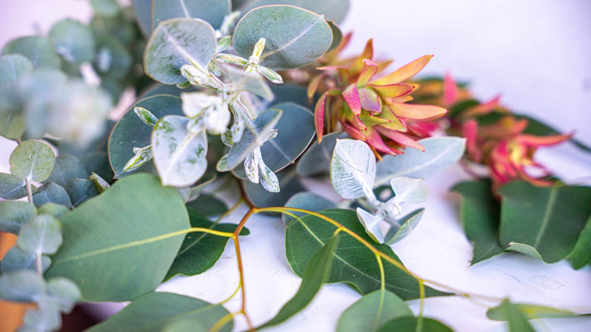 Eucalyptus leaves and native flowers