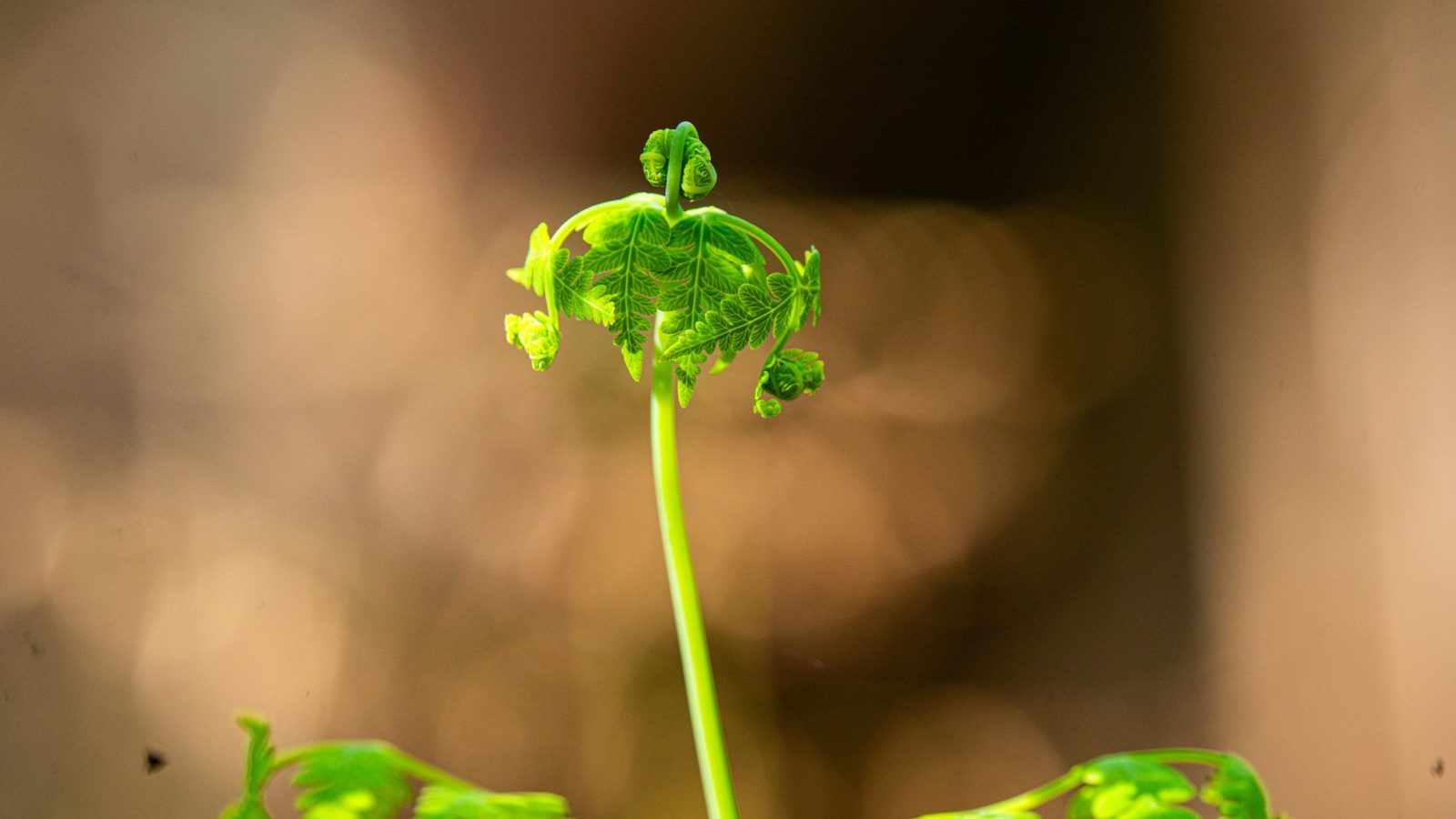 A new fern frond unfurling