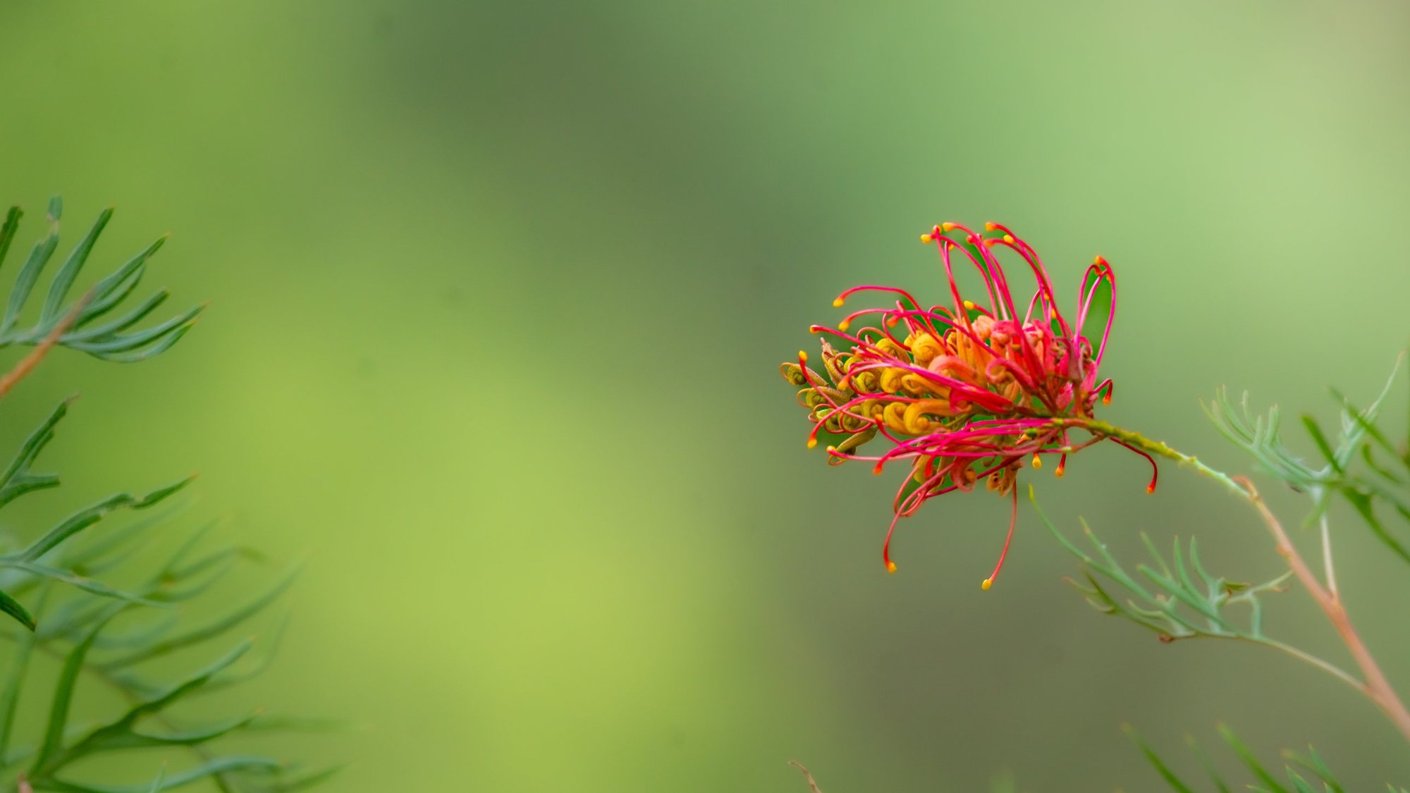 A red grevillea flower