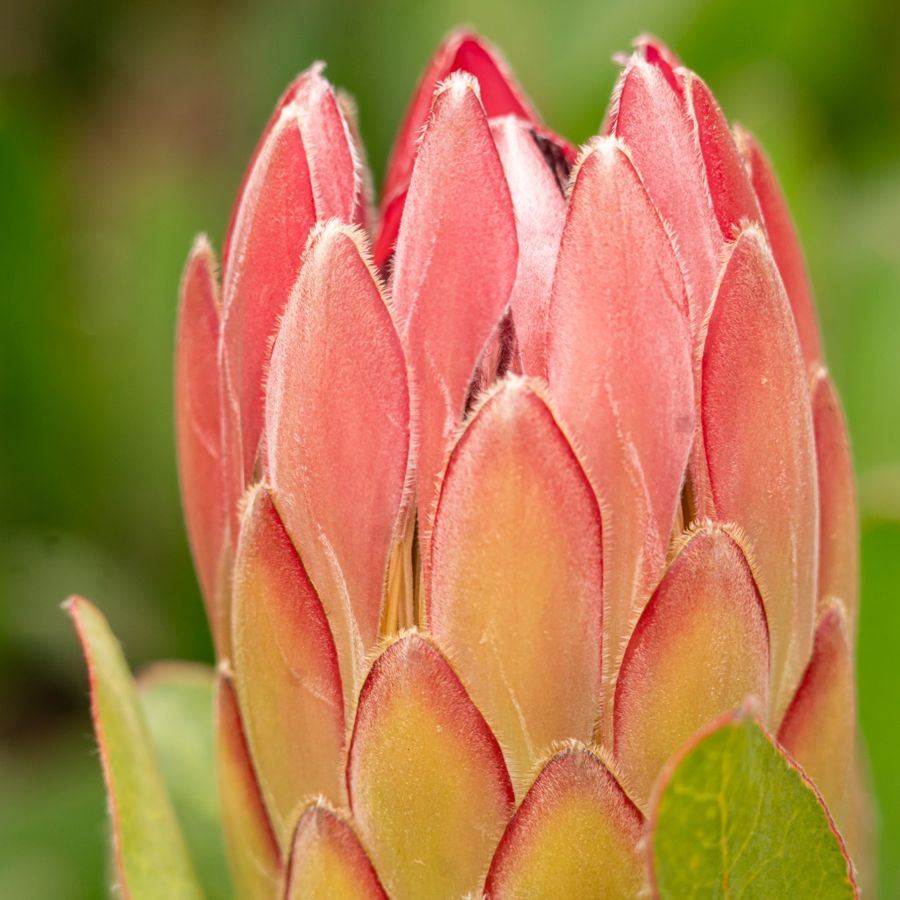 Protea bud