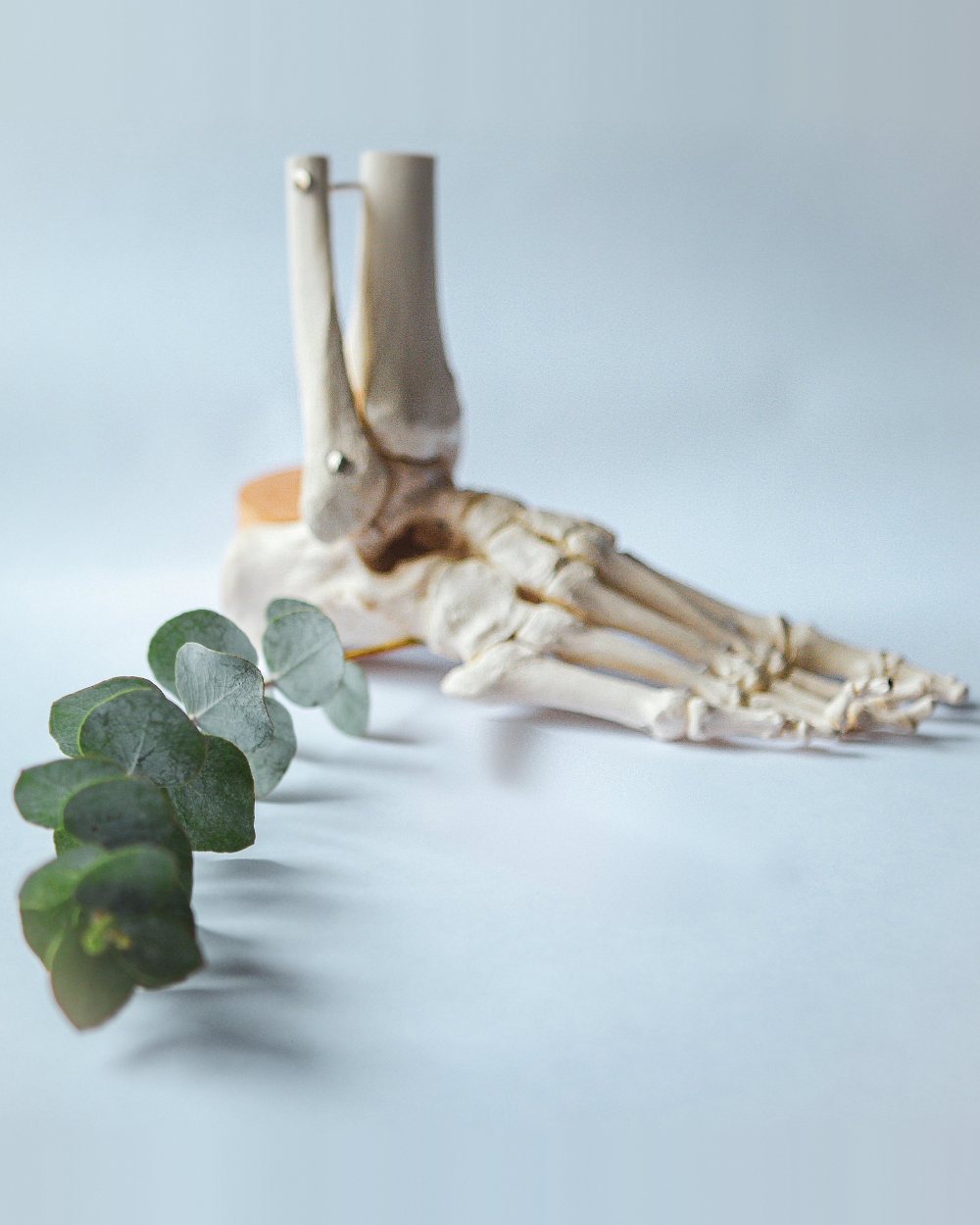 Foot skeleton model with eucalyptus