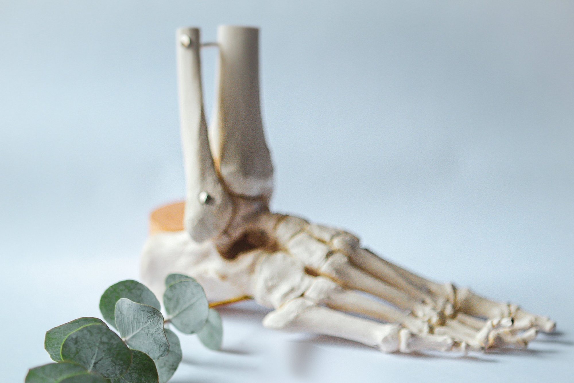 Foot skeleton model with eucalyptus