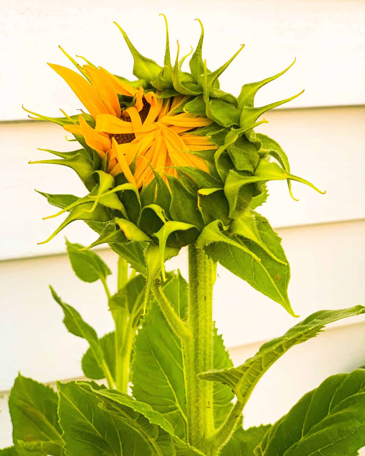 Sunflower bud starting to open