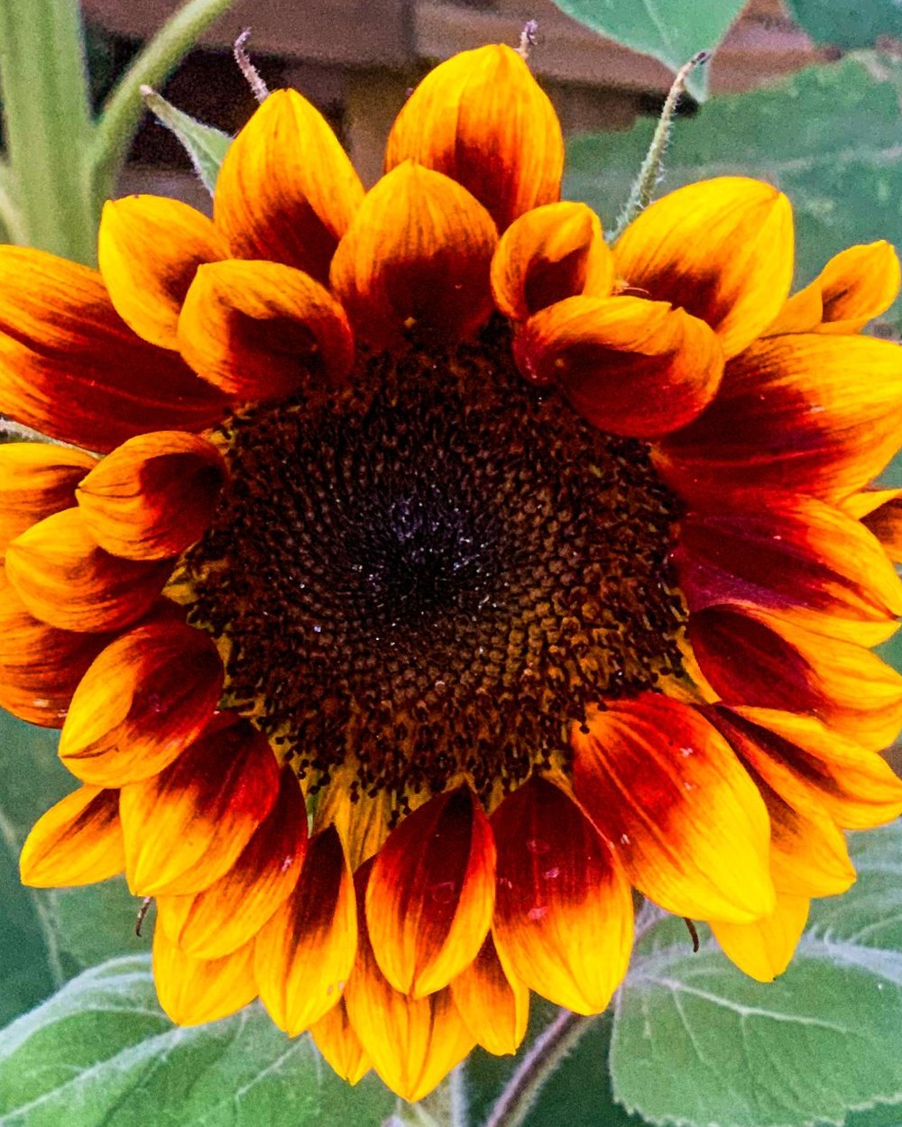 Close-up of an orange and red sunflower in full bloom