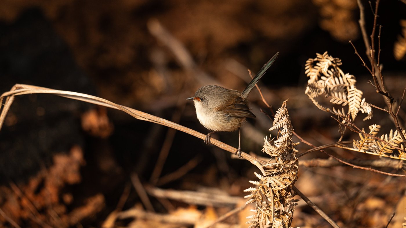 A fairy-wren perched on a dry fern stem